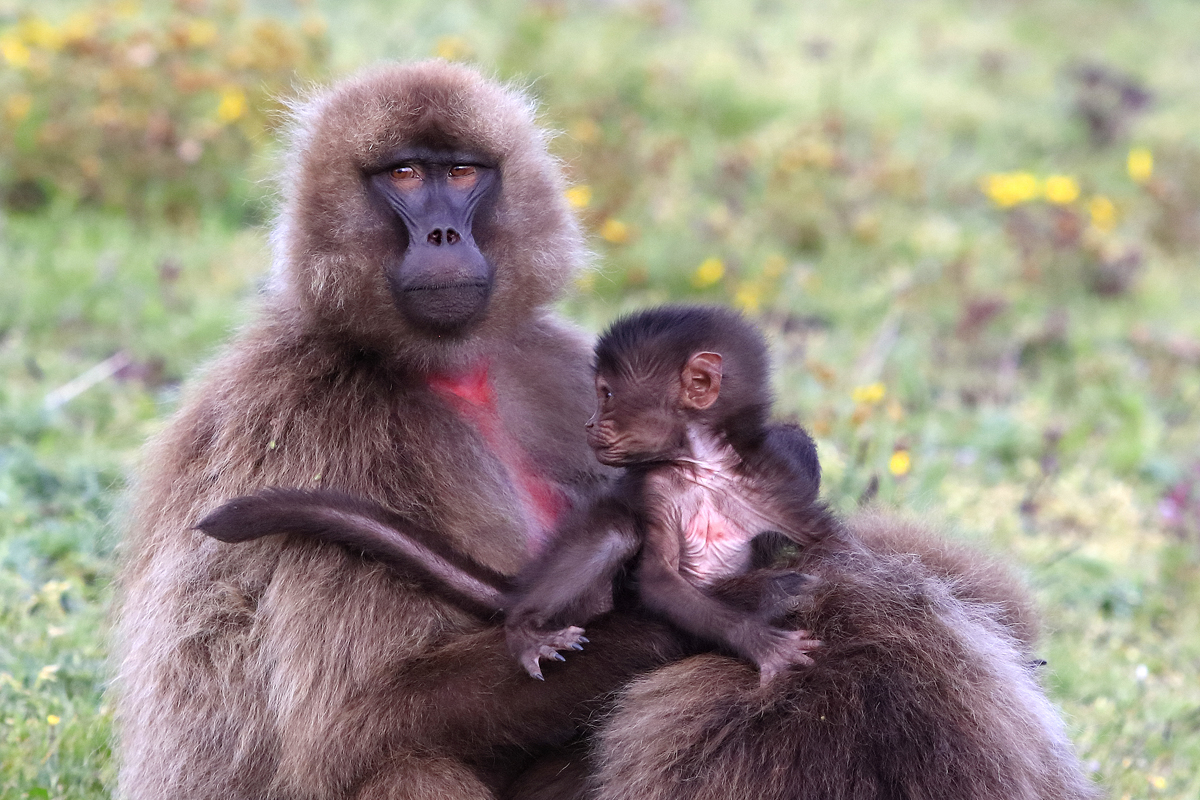 Baboon